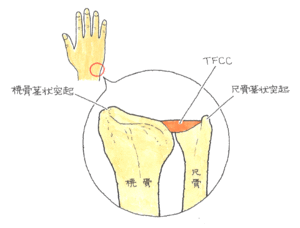 手指の骨.gif