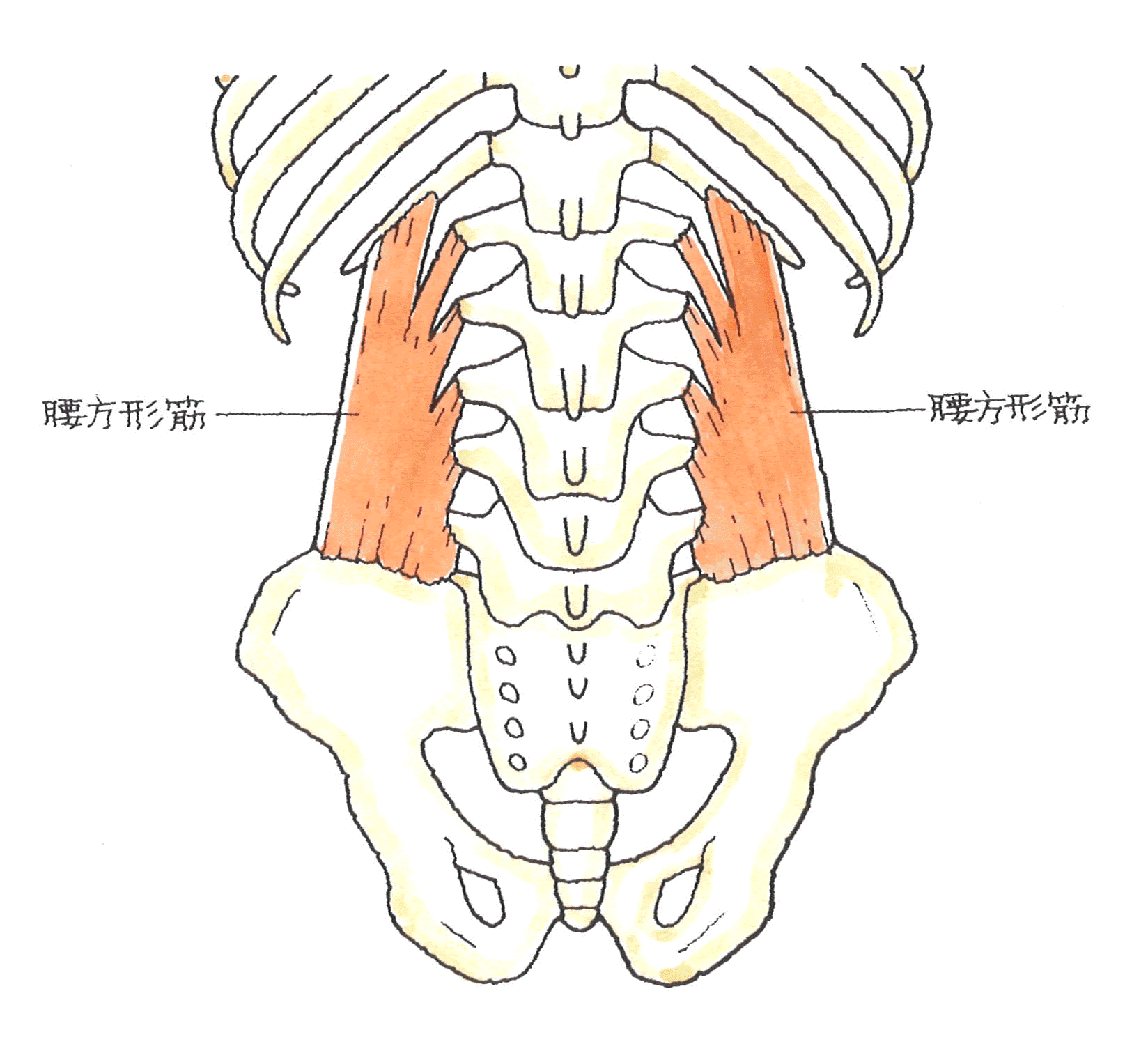 最も人気のある 腰椎 横 突起 骨折 リハビリ