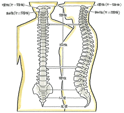 背骨図解.gif