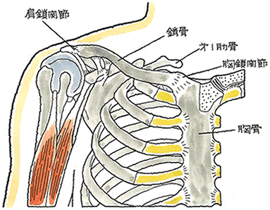 鎖骨.gif