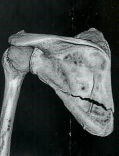 １５４５.jpg