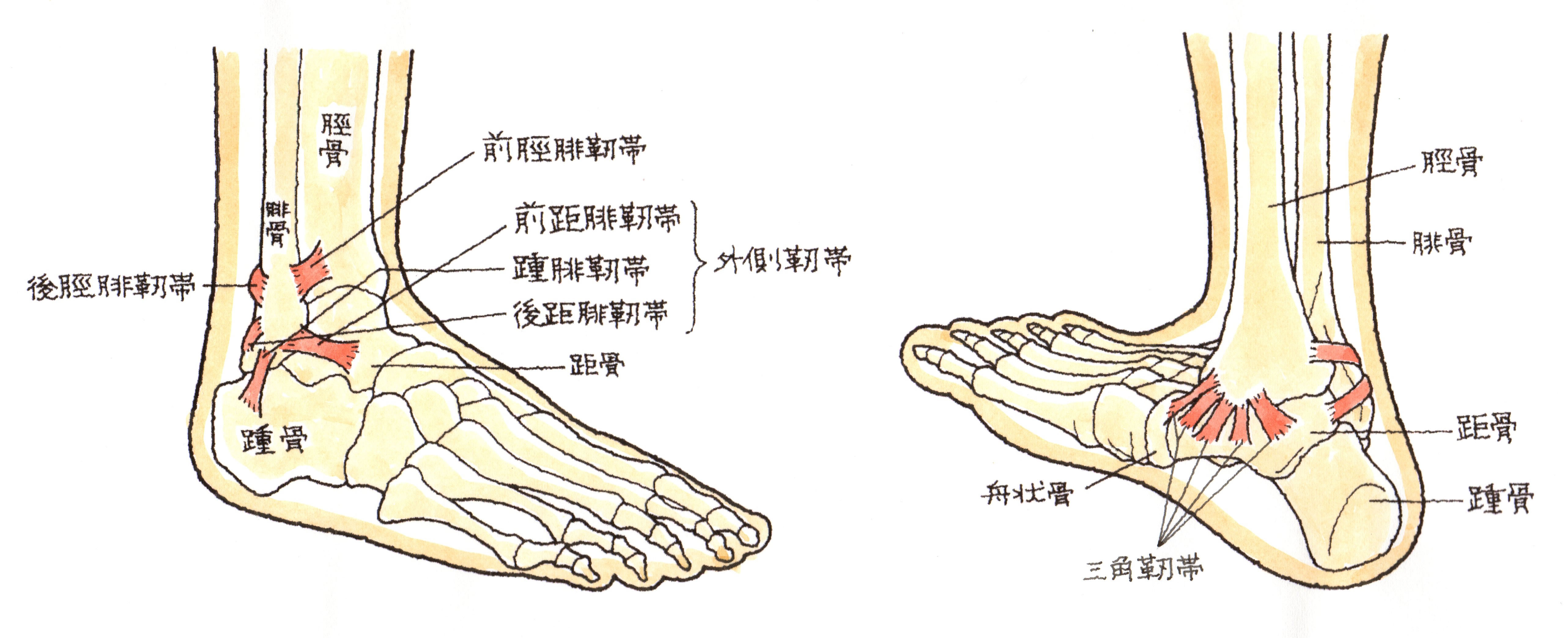 靭帯 断裂 と 損傷 の 違い