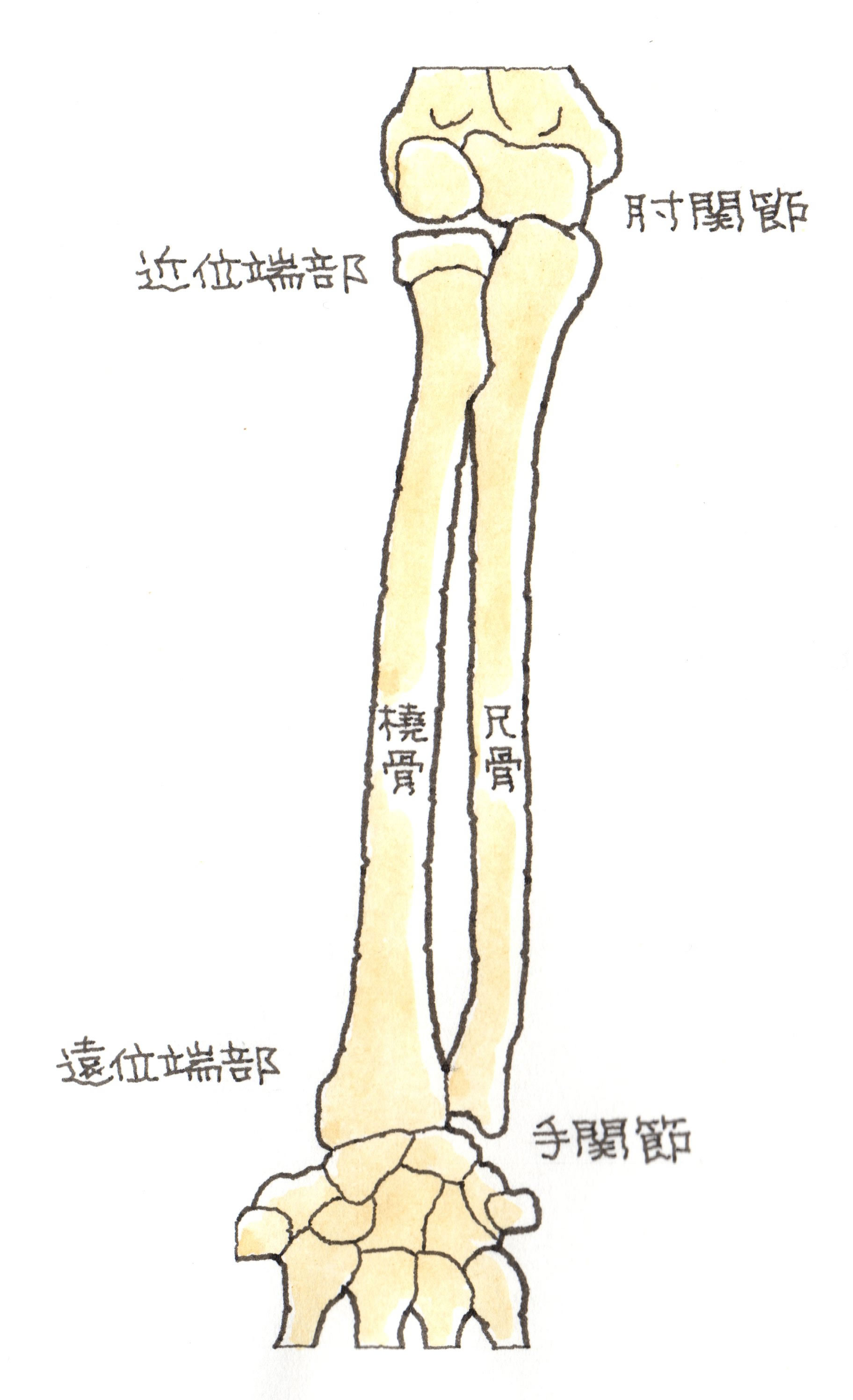 １６４ 肘関節と手関節 橈骨と尺骨の仕組み 埼玉 越谷の弁護士による交通事故相談 弁護士法人江原総合法律事務所