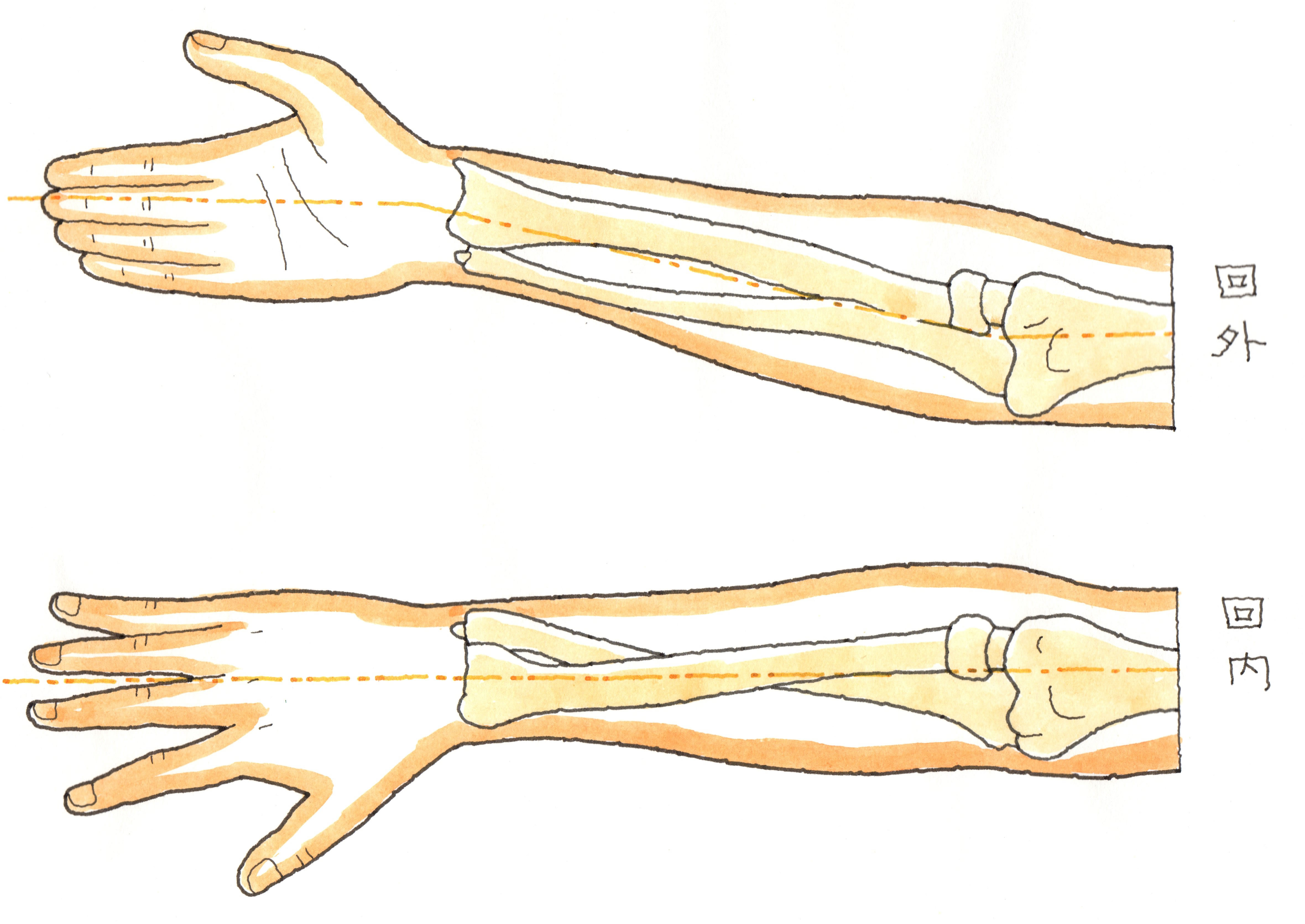 橈骨手根関節の部分は何ですか?