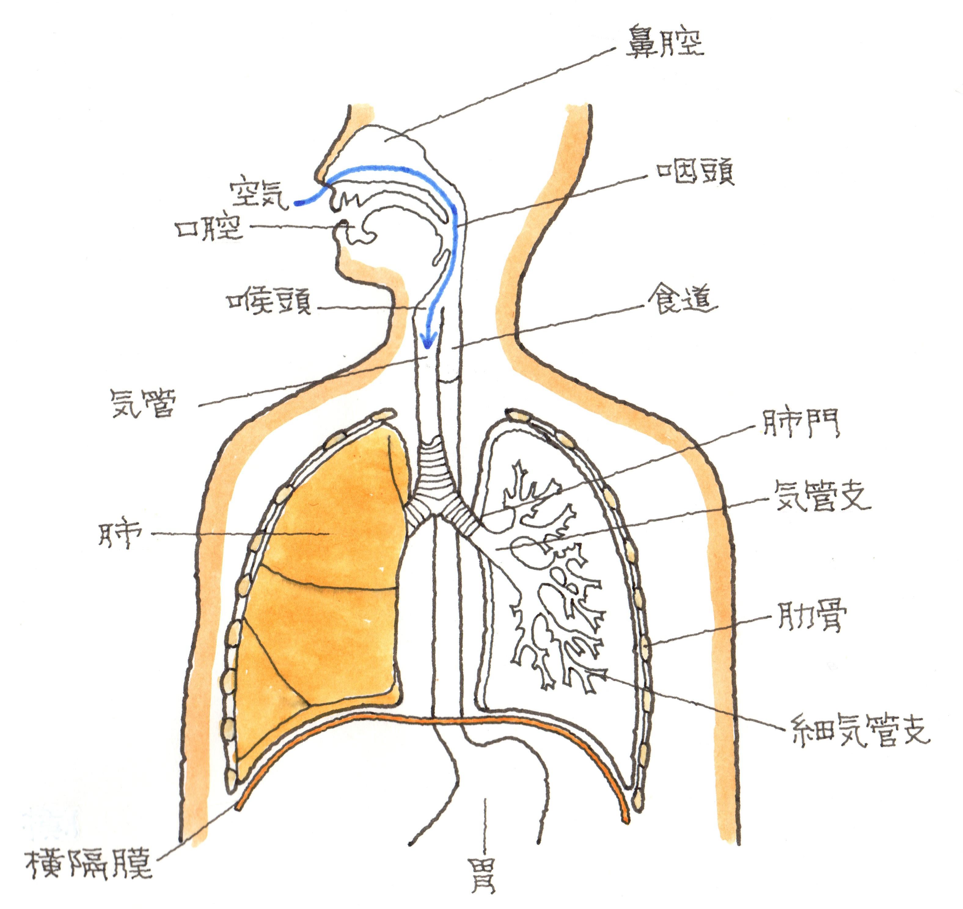 気管支 攣縮 と は