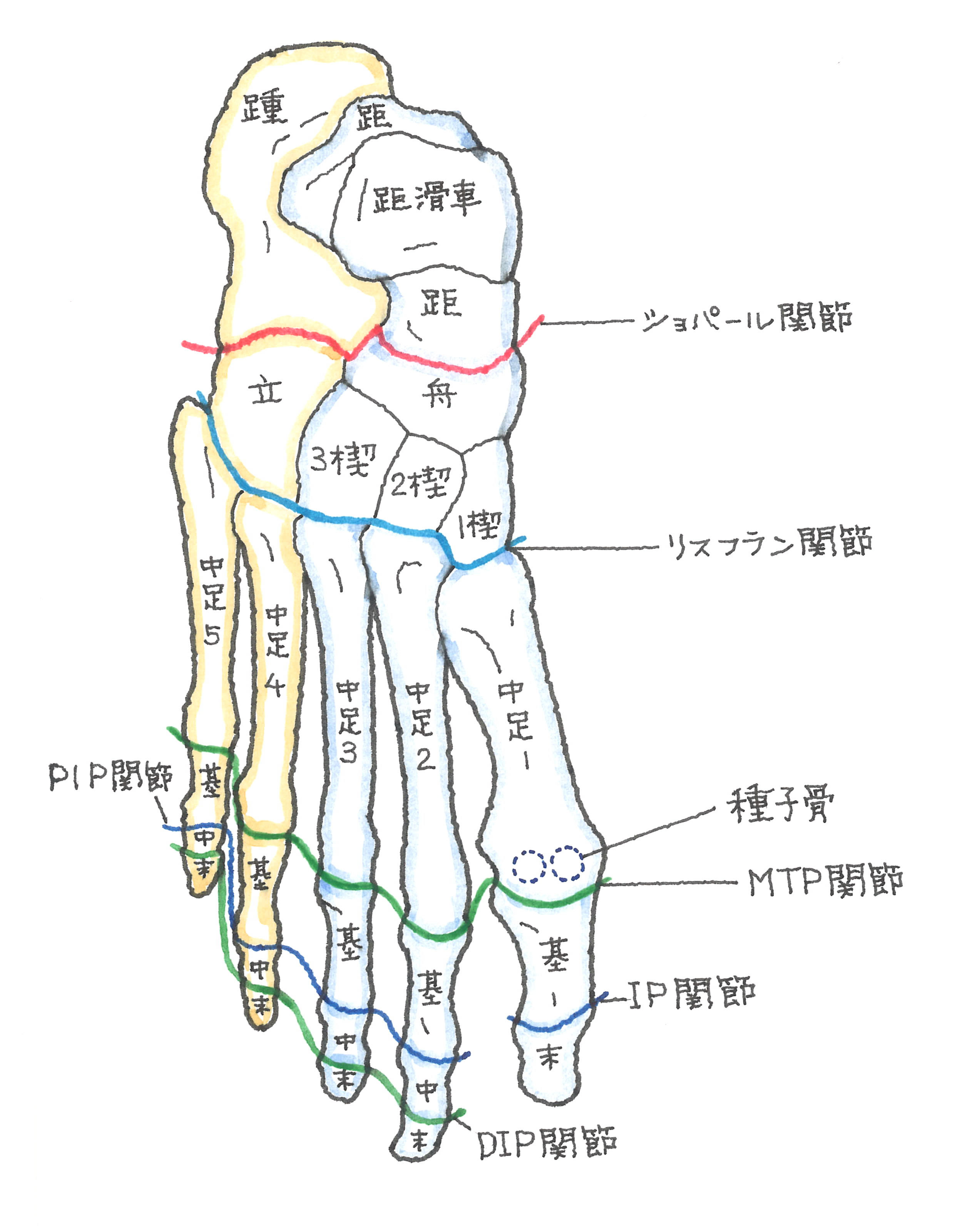 足 の 骨 構造