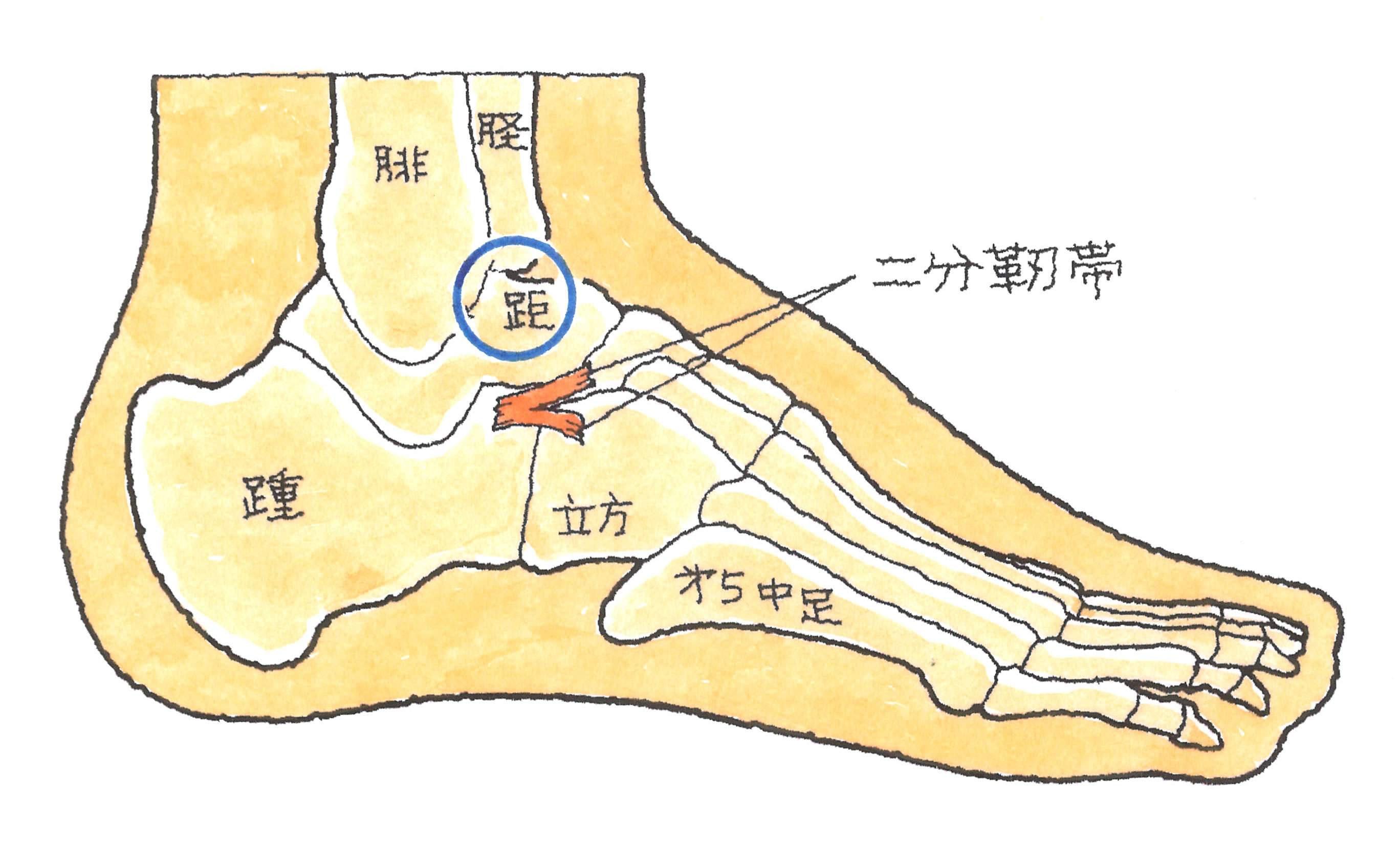 靭帯 損傷 足 の 甲