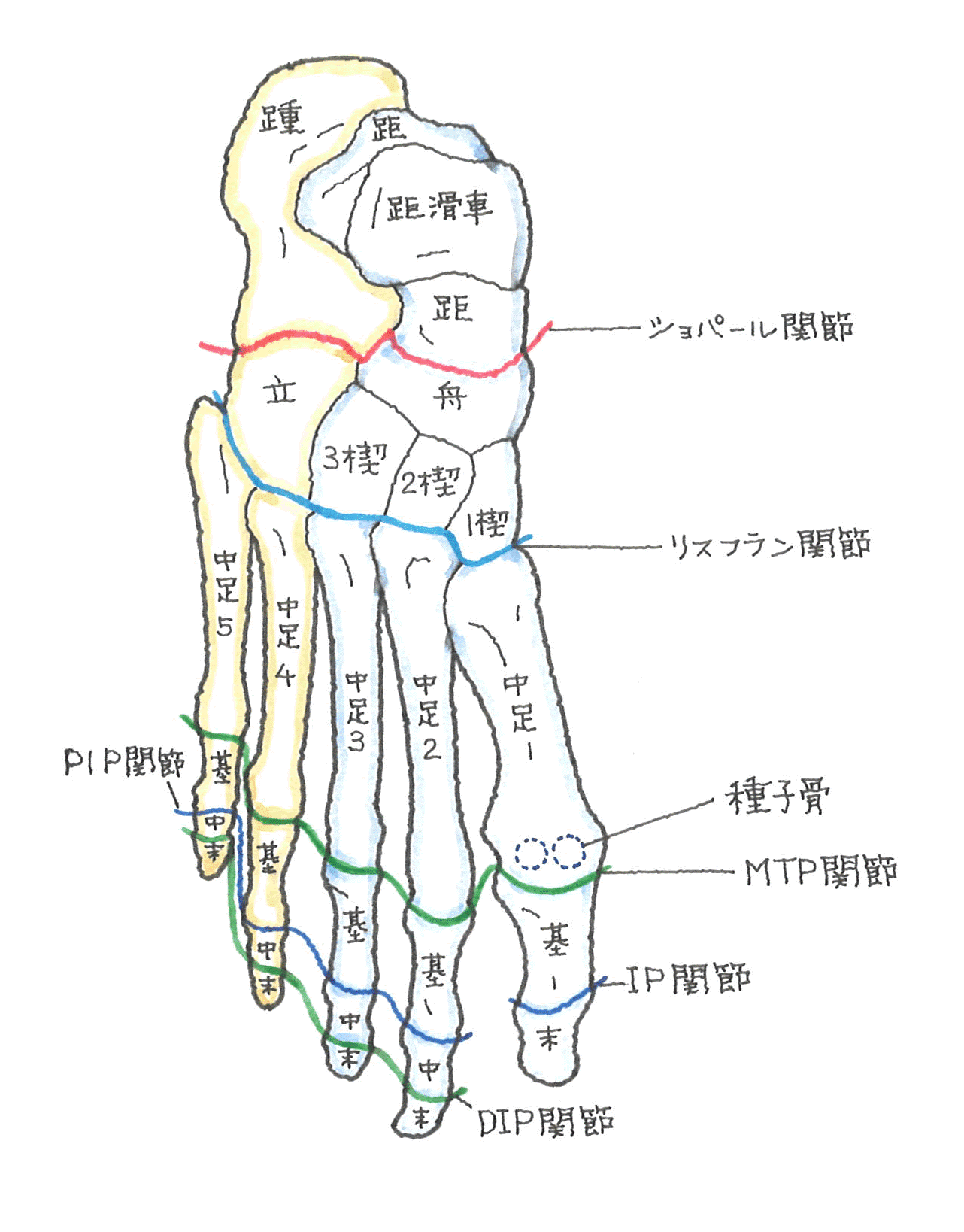 ショパール.gif