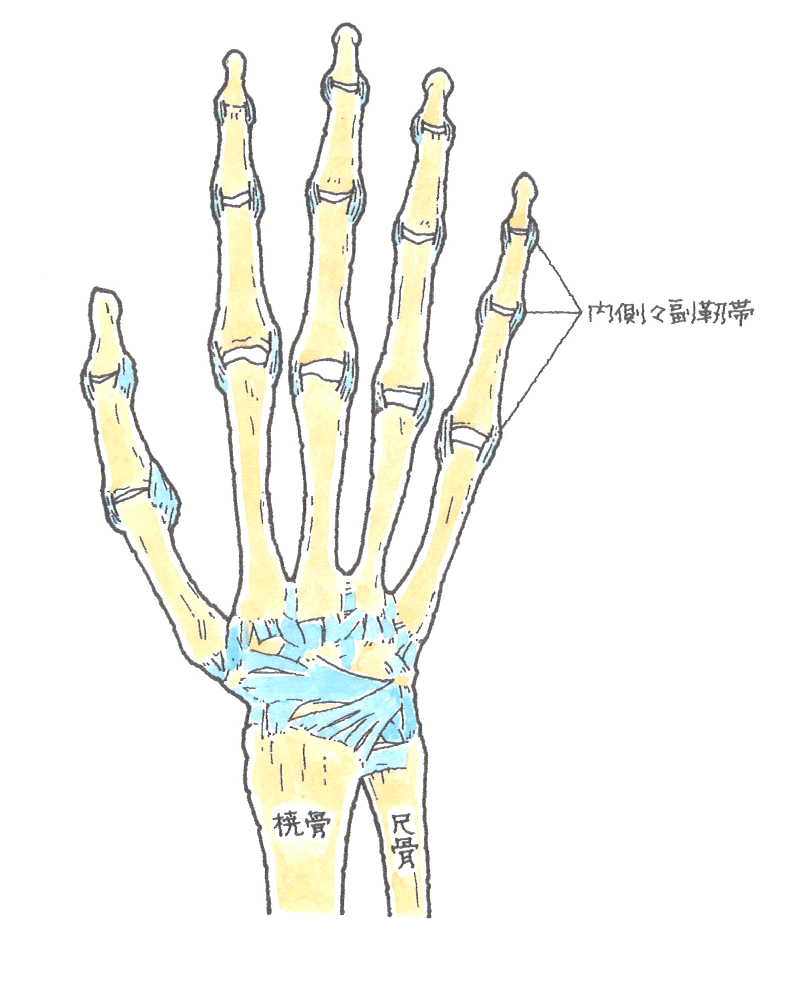 ポイント39-1.gif