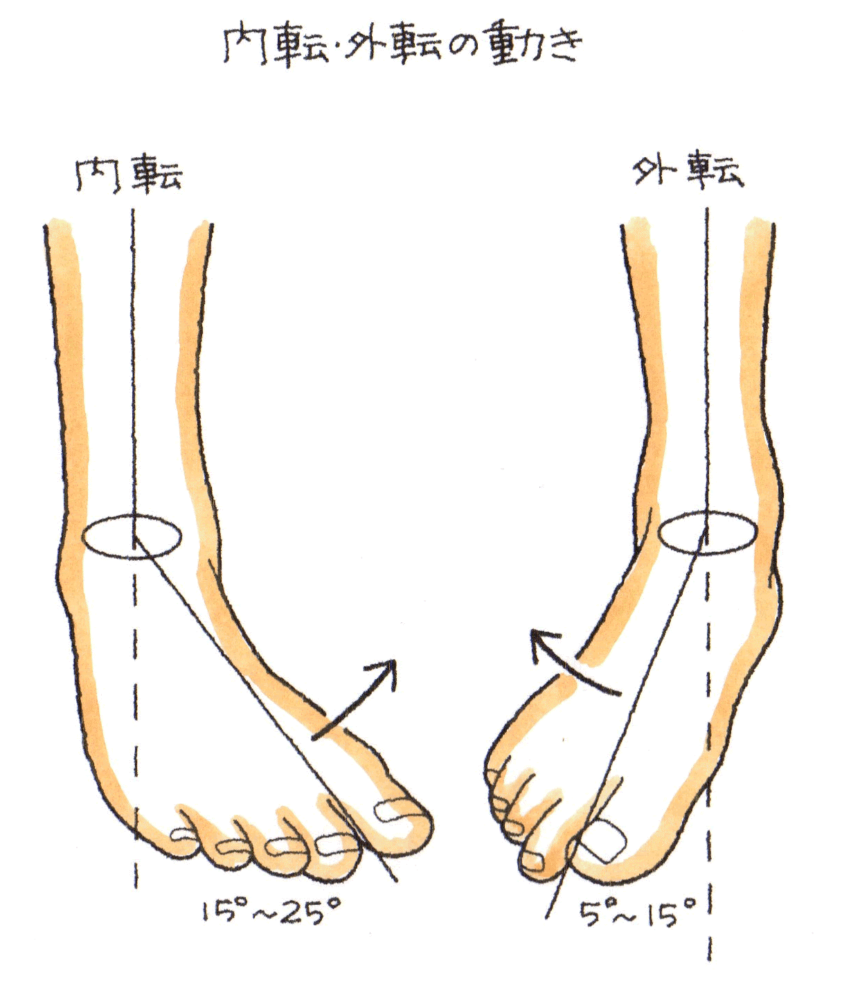 内転・外転.gif