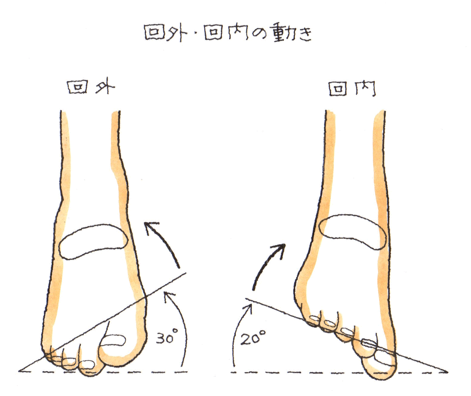 回内・回外.gif