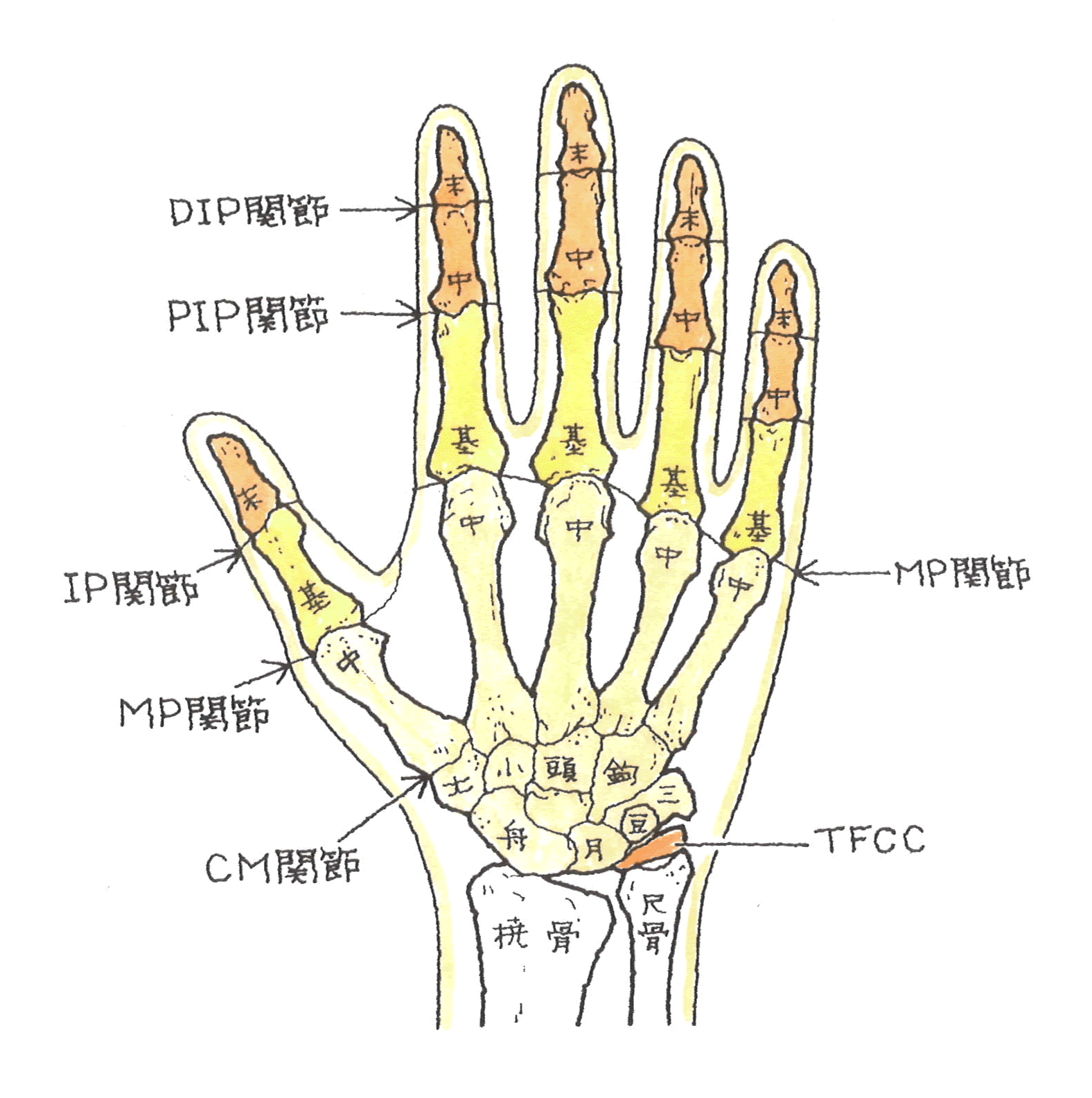手指の構造.gif