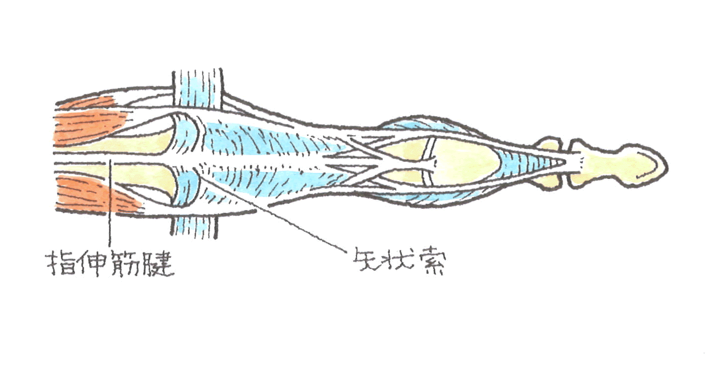 指を上から見たとき.gif