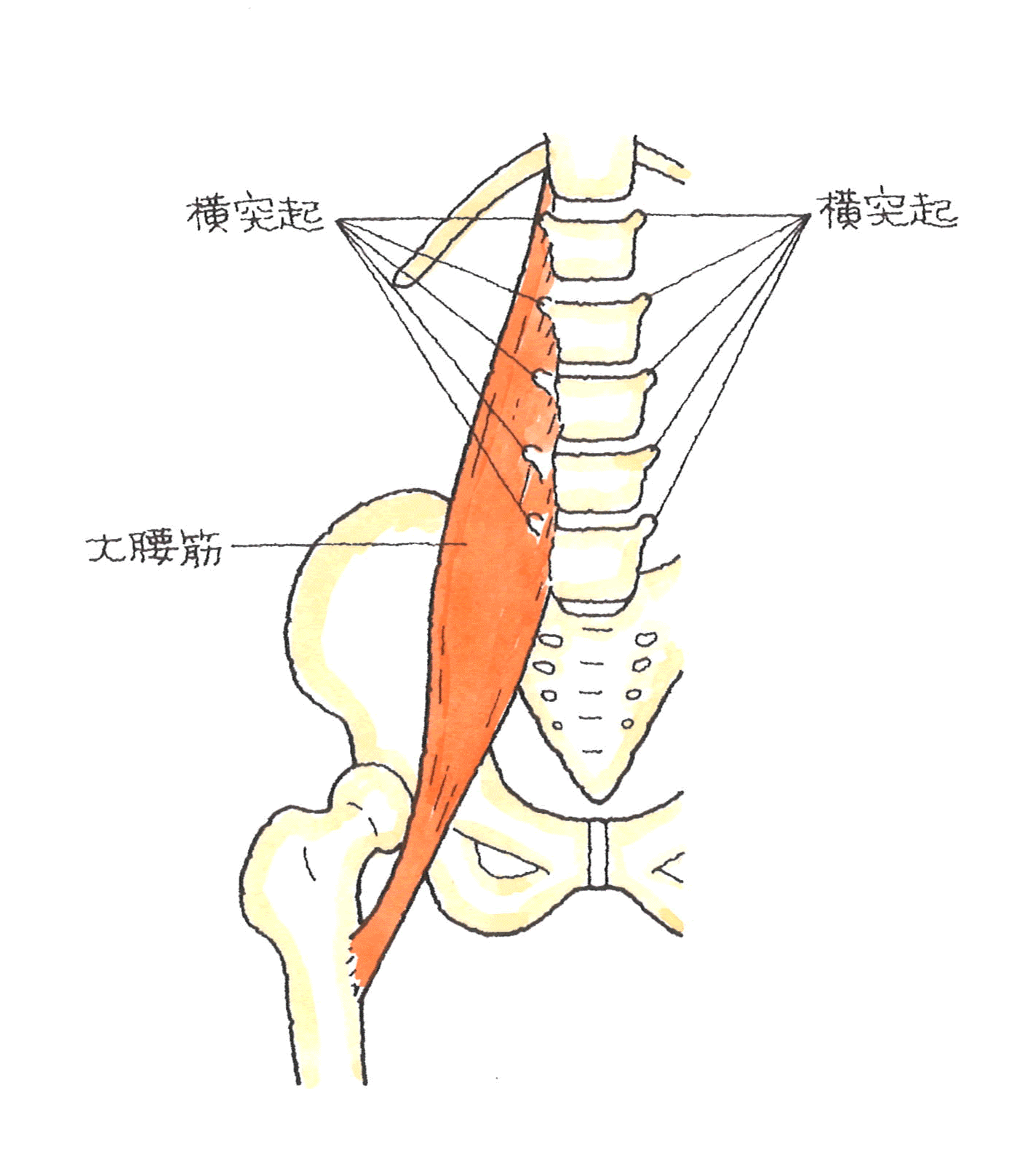 正面の横突起.gif