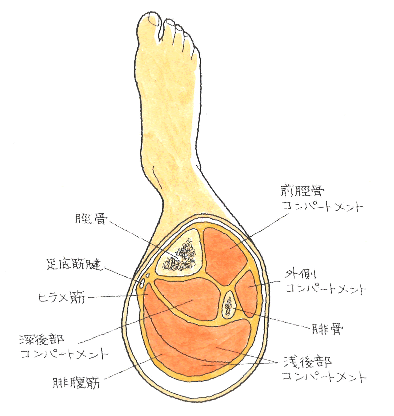 肉離れ①.gif