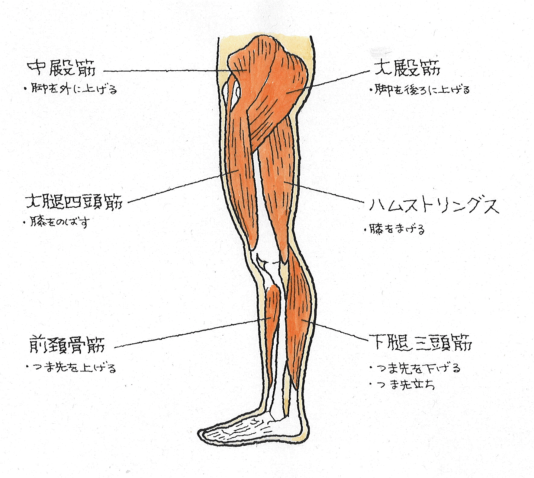 肉離れ②.gif