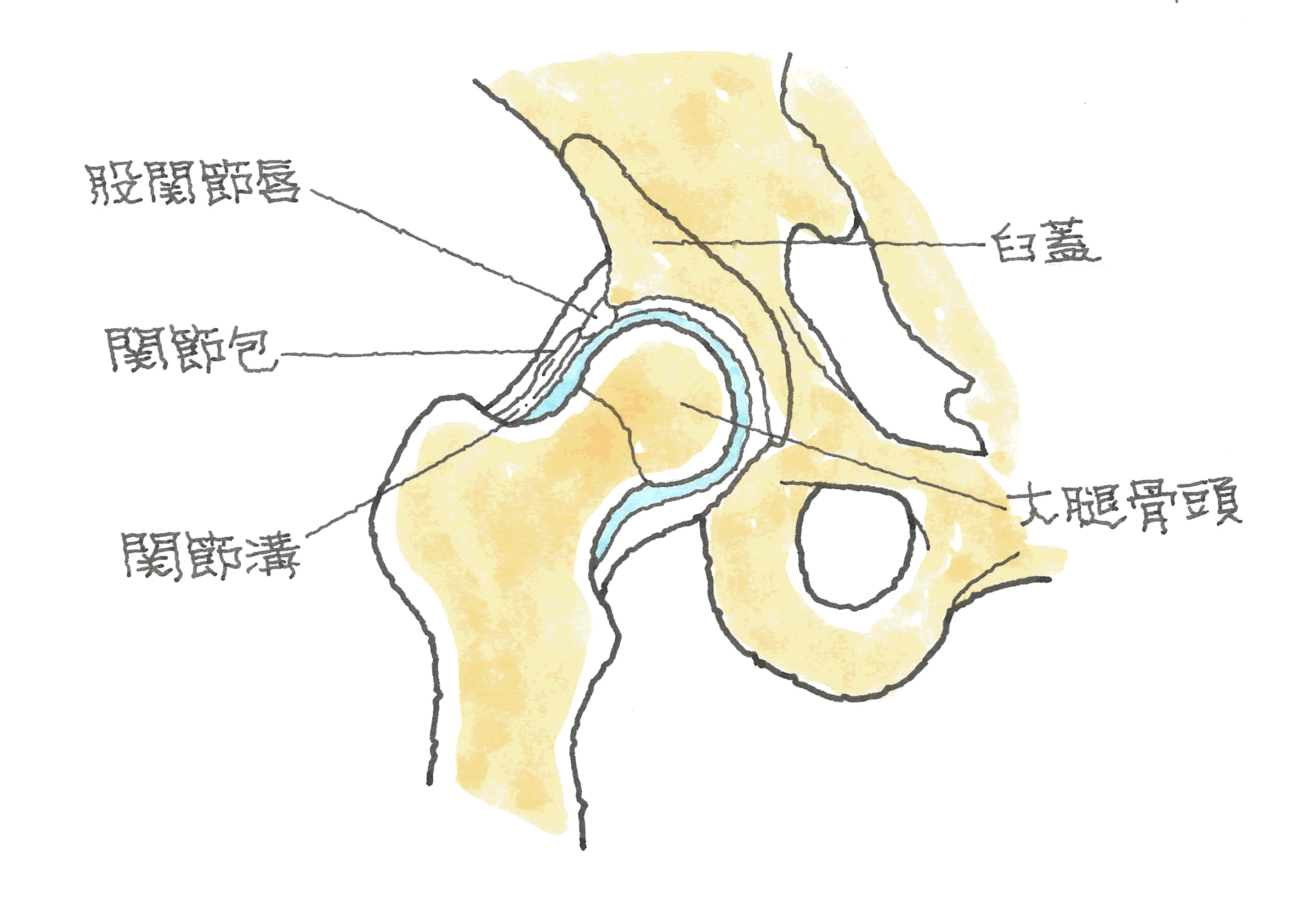 股関節の仕組み２.gif
