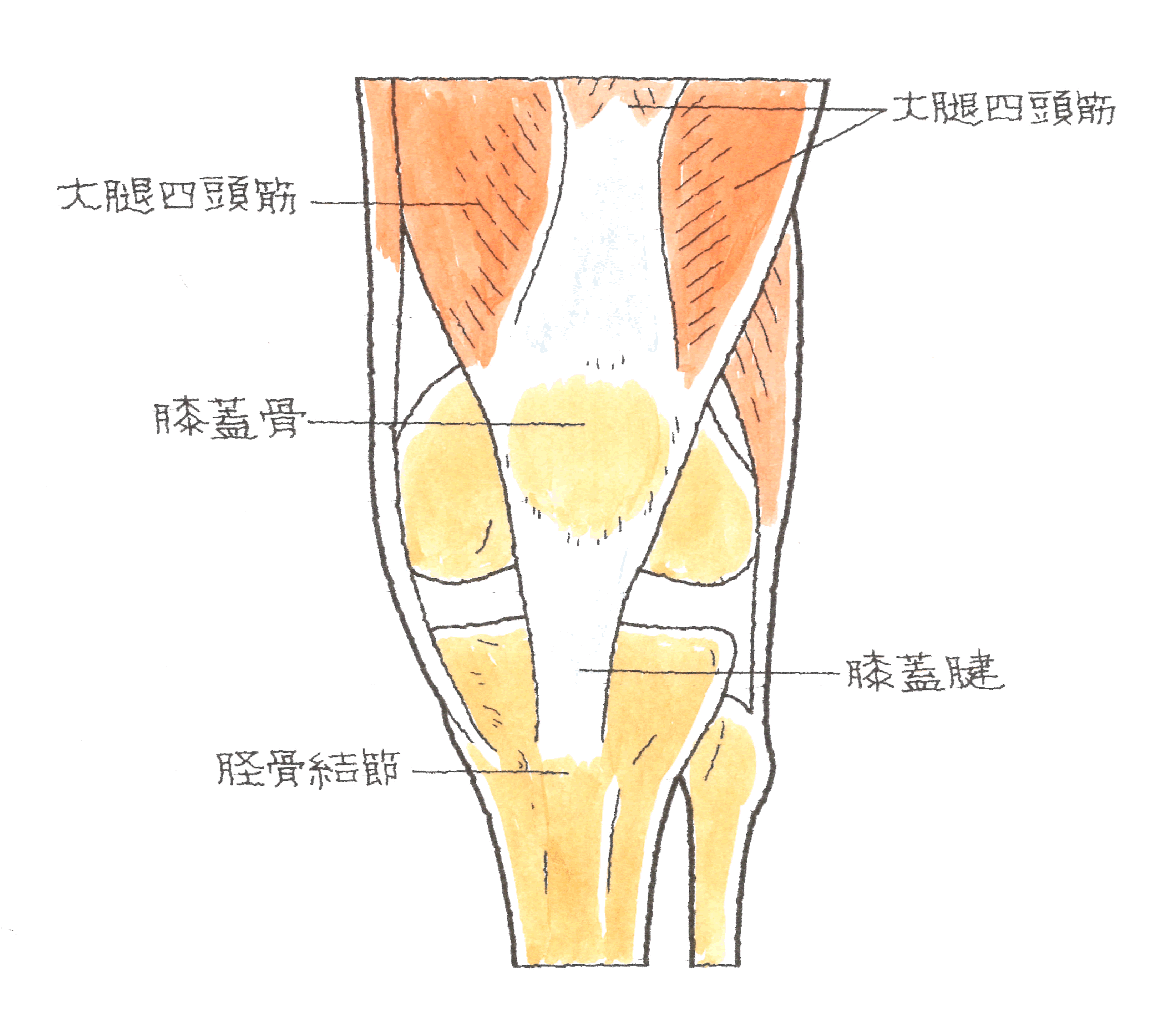 膝蓋骨.gif