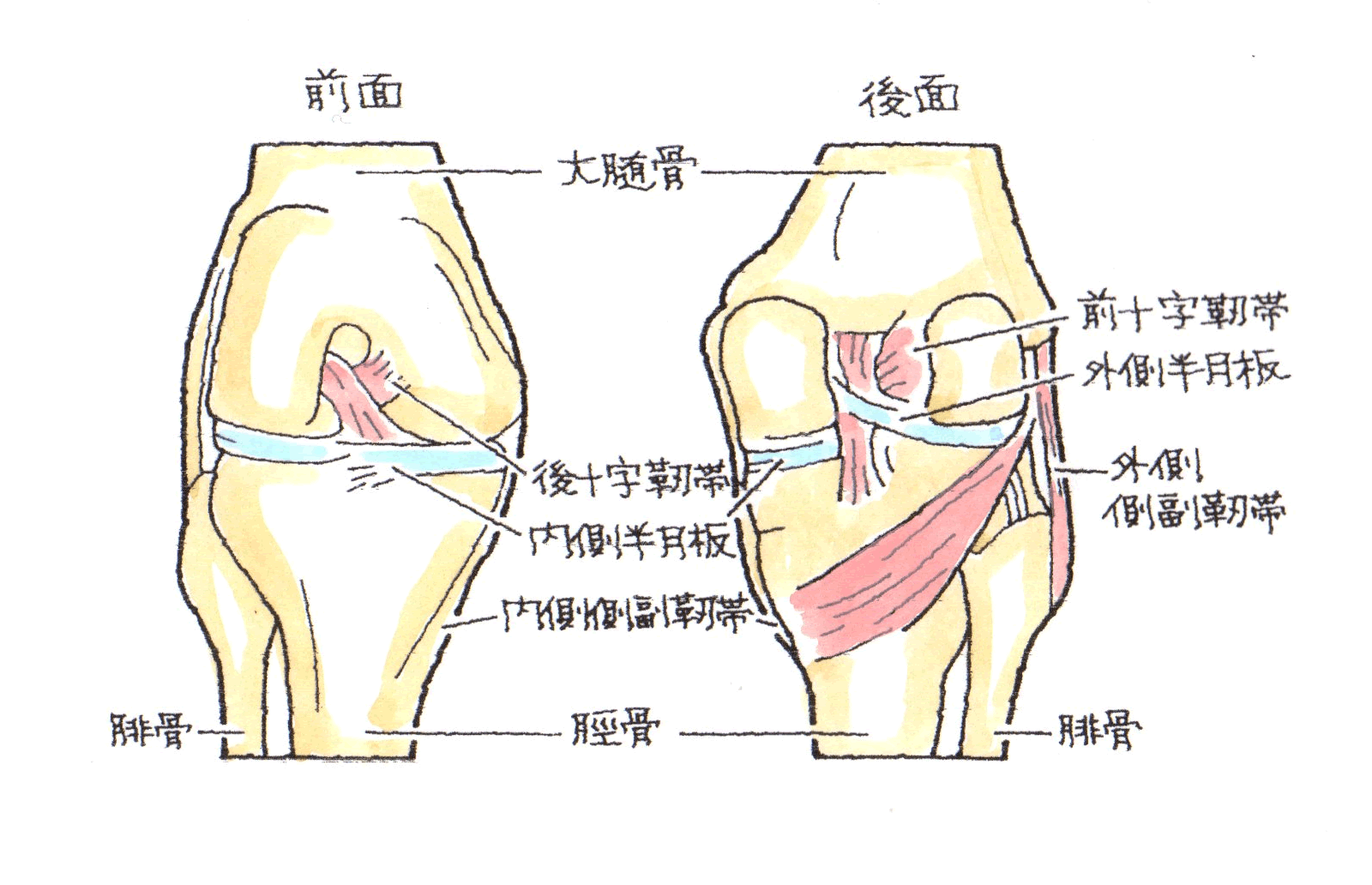 靭帯.gif