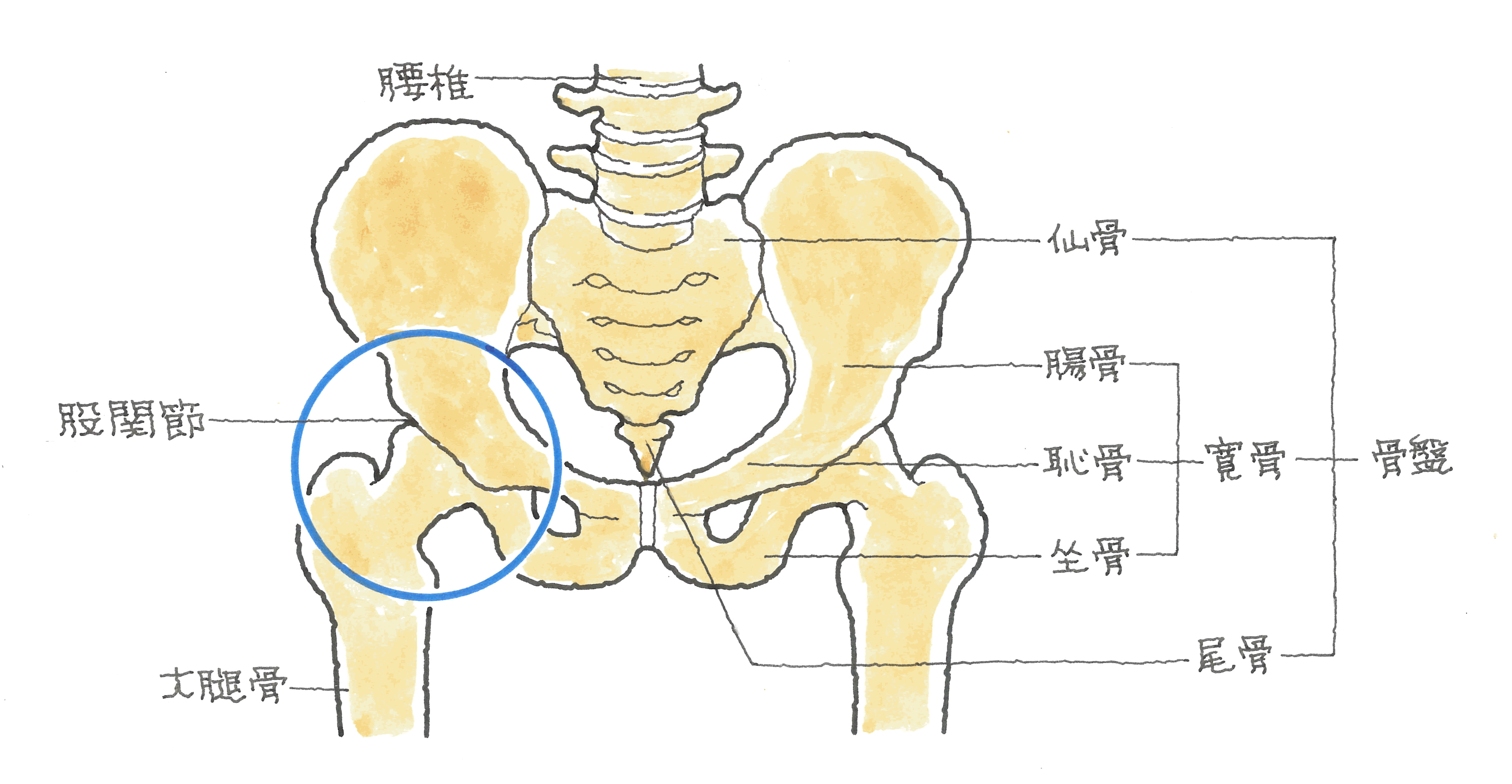 骨盤のしくみ.gif