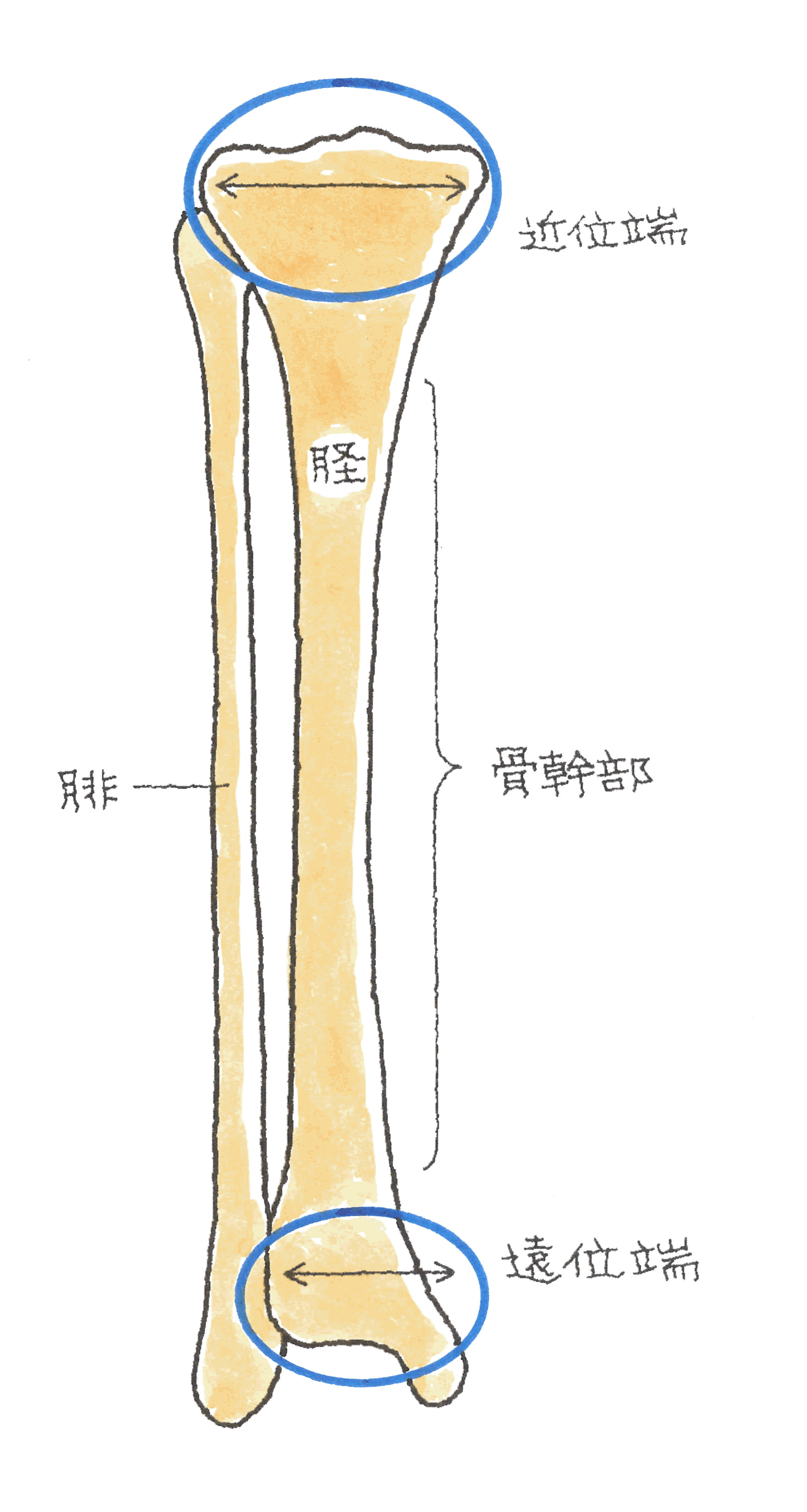 １１８ぽいんと.gif